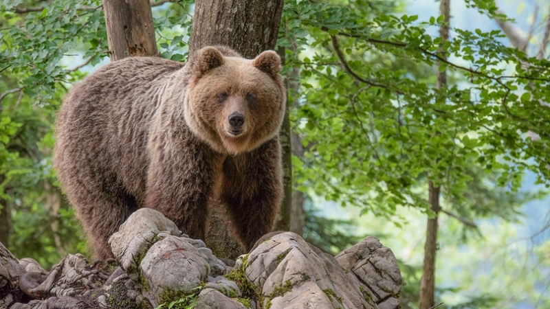 Immagine del corso 1